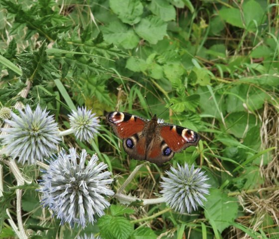 Schmetterling