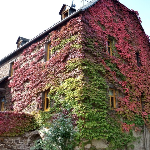 Herbstschmuck, © Willi Probstfeld