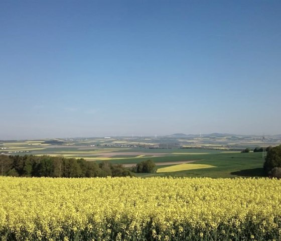 Herrliche Rapsblüte auf dem Maifeld