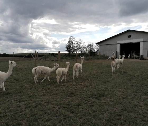 Ranch d'alpagas avec pique-nique en plein air à réserver